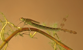 Lestes eurinus, nymph